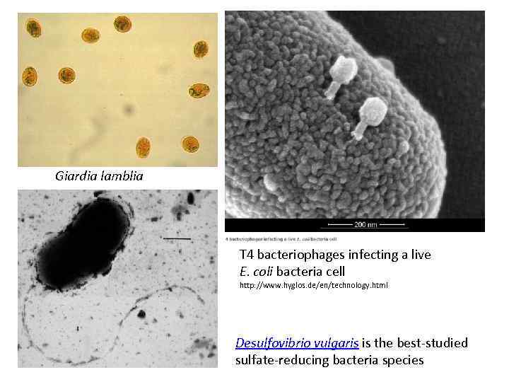 Giardia lamblia T 4 bacteriophages infecting a live E. coli bacteria cell http: //www.