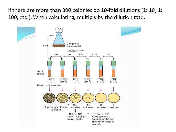 If there are more than 300 colonies do 10 -fold dilutions (1: 10; 1: