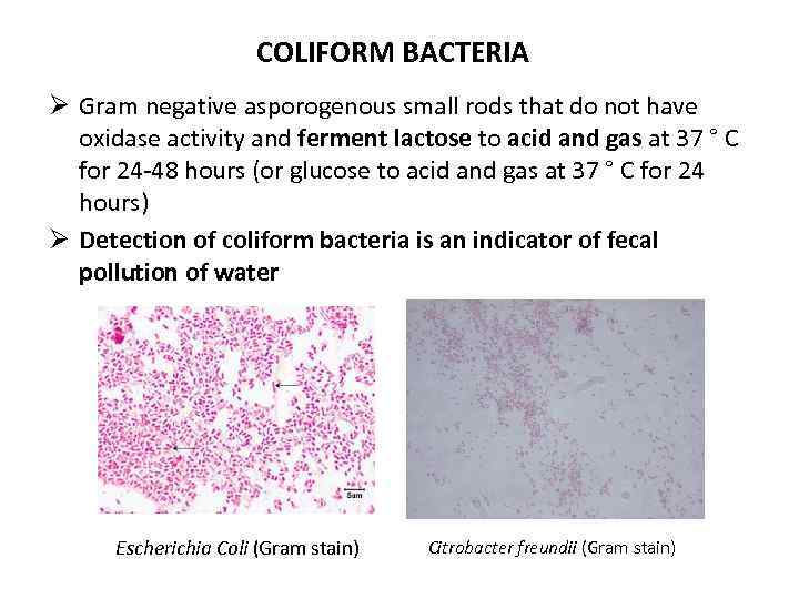 COLIFORM BACTERIA Ø Gram negative asporogenous small rods that do not have oxidase activity