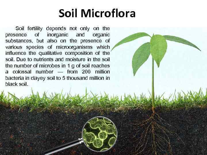 Soil Microflora Soil fertility depends not only on the presence of inorganic and organic