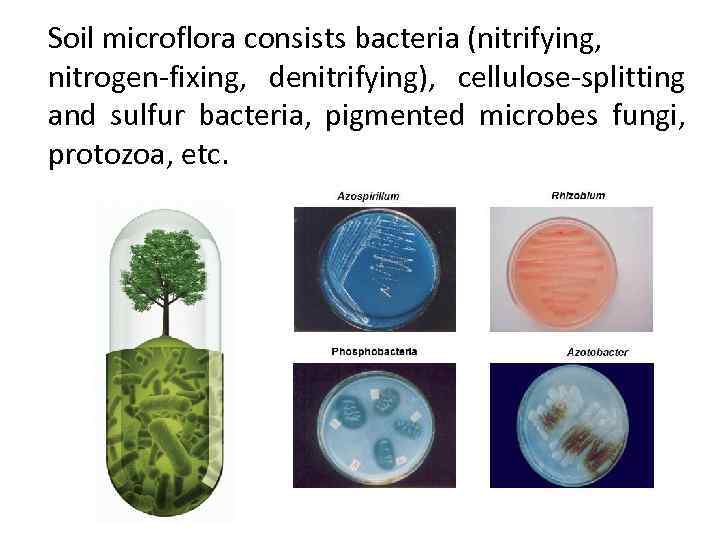 Soil microflora consists bacteria (nitrifying, nitrogen-fixing, denitrifying), cellulose-splitting and sulfur bacteria, pigmented microbes fungi,