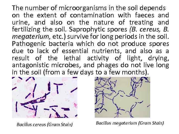 The number of microorganisms in the soil depends on the extent of contamination with