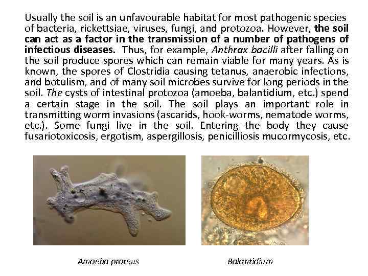 Usually the soil is an unfavourable habitat for most pathogenic species of bacteria, rickettsiae,