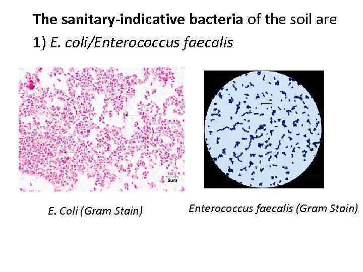 The sanitary-indicative bacteria of the soil are 1) E. coli/Enterococcus faecalis E. Coli (Gram