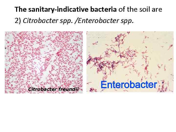 The sanitary-indicative bacteria of the soil are 2) Citrobacter spp. /Enterobacter spp. 