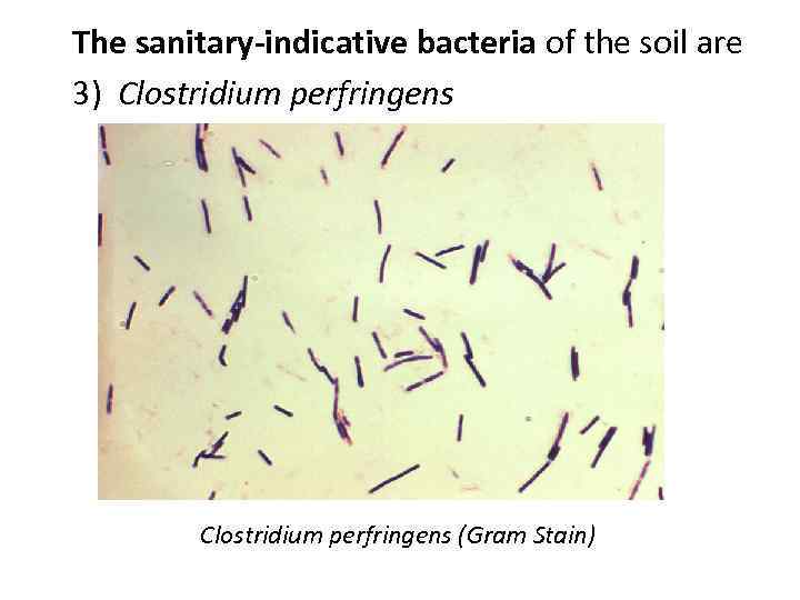 The sanitary-indicative bacteria of the soil are 3) Clostridium perfringens (Gram Stain) 