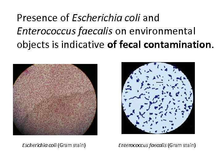 Presence of Escherichia coli and Enterococcus faecalis on environmental objects is indicative of fecal