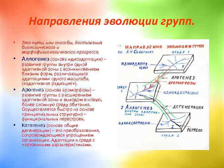 Какой путь достижения биологического прогресса обозначен на рисунке цифрой 1