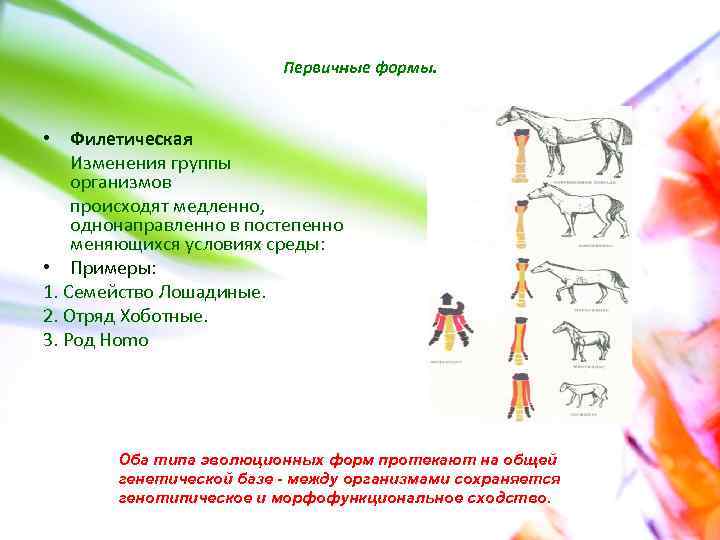 Первичные формы. • Филетическая Изменения группы организмов происходят медленно, однонаправленно в постепенно меняющихся условиях