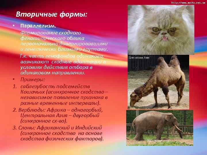 Вторичные формы: • Параллелизм. Формирование сходного фенотипического облика первоначально дивергировавшими и генетически близкими группами.