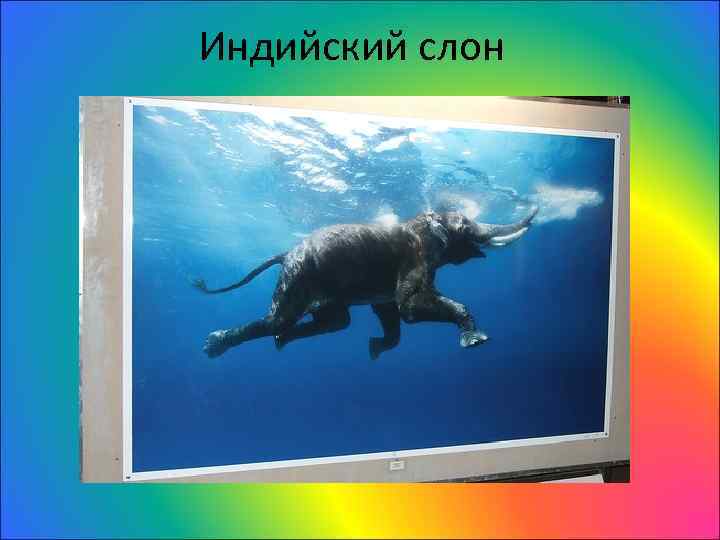 Индийский слон 