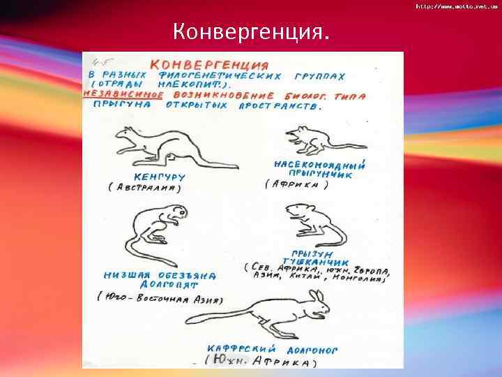 Конвергенция. 