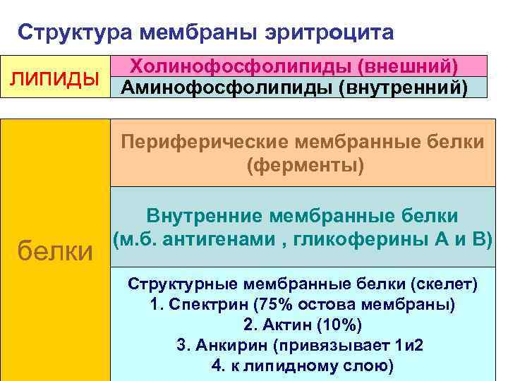 Структура мембраны эритроцита липиды Холинофосфолипиды (внешний) Аминофосфолипиды (внутренний) Периферические мембранные белки (ферменты) 1. СТРУКТУРНЫЕ