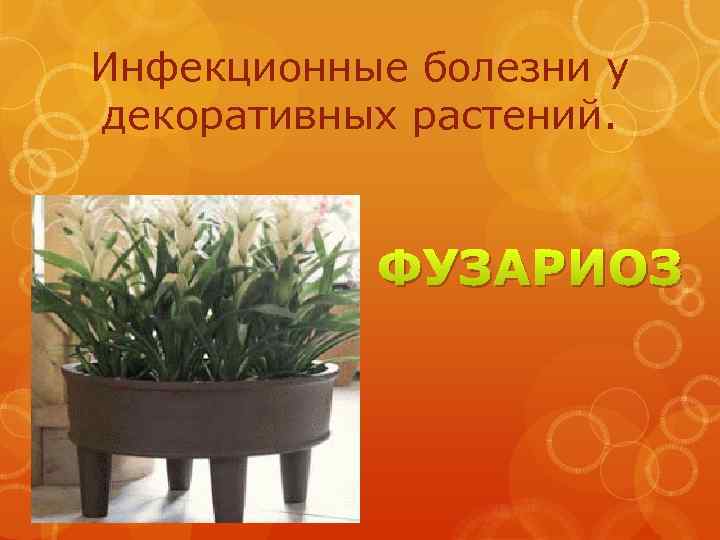 Инфекционные болезни у декоративных растений. ФУЗАРИОЗ 