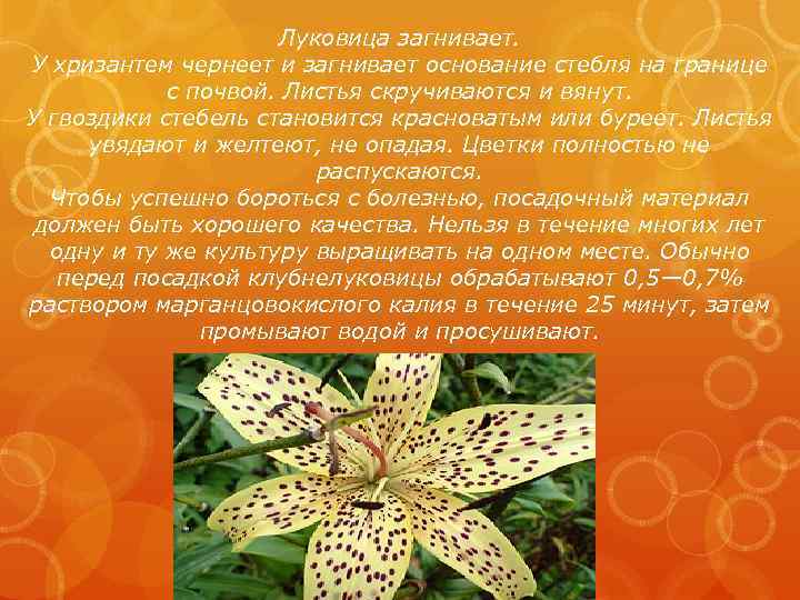  Луковица загнивает. У хризантем чернеет и загнивает основание стебля на границе с почвой.