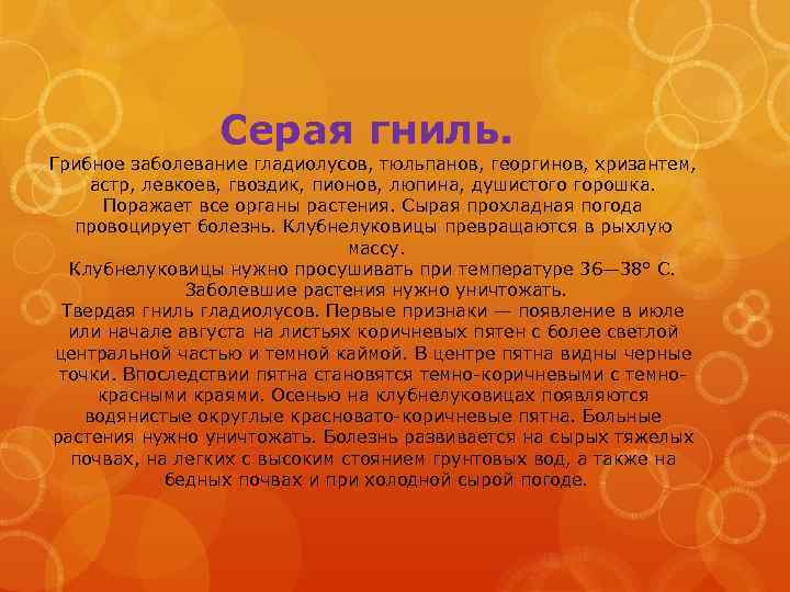  Серая гниль. Грибное заболевание гладиолусов, тюльпанов, георгинов, хризантем, астр, левкоев, гвоздик, пионов, люпина,