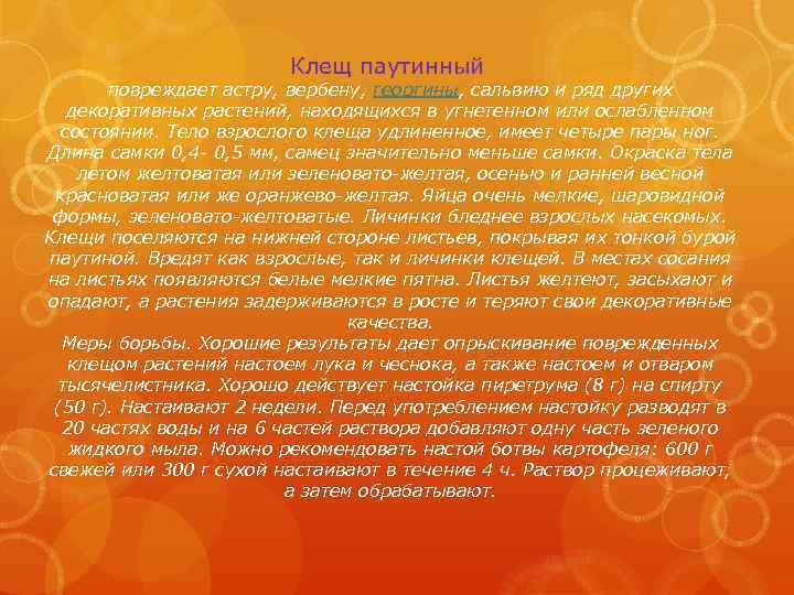 Клещ паутинный повреждает астру, вербену, георгины, сальвию и ряд других декоративных растений, находящихся в