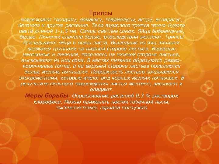 Трипсы повреждают гвоздику, ромашку, гладиолусы, астру, аспарагус, бегонию и другие растения. Тело взрослого трипса