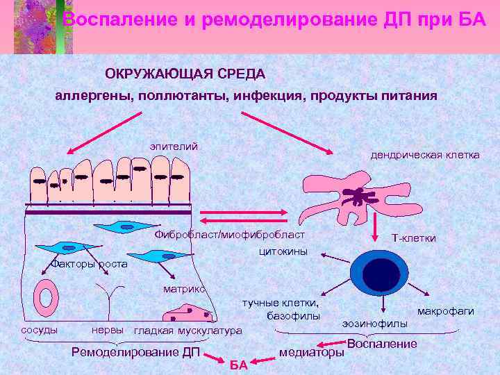 Воспаление и ремоделирование ДП при БА ОКРУЖАЮЩАЯ СРЕДА аллергены, поллютанты, инфекция, продукты питания эпителий