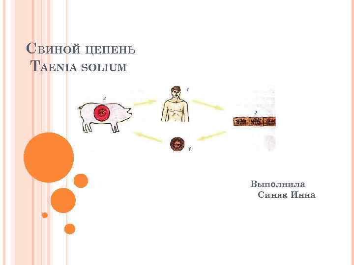 СВИНОЙ ЦЕПЕНЬ TAENIA SOLIUM Выполнила Синяк Инна 