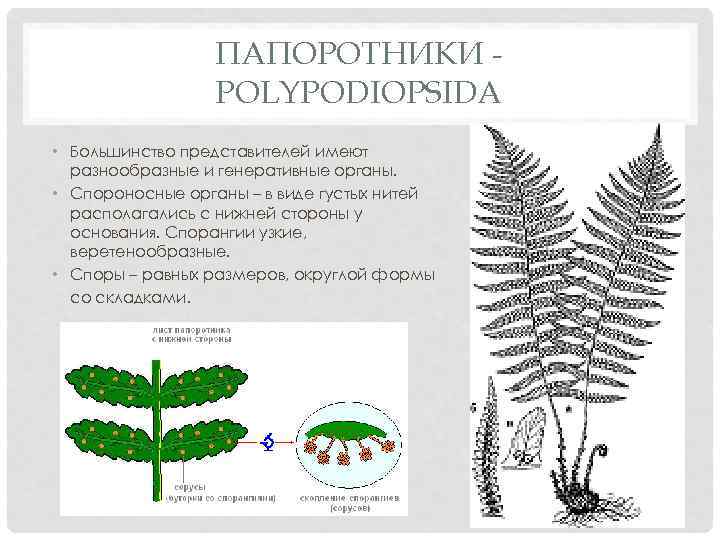 ПАПОРОТНИКИ POLYPODIOPSIDA • Большинство представителей имеют разнообразные и генеративные органы. • Спороносные органы –