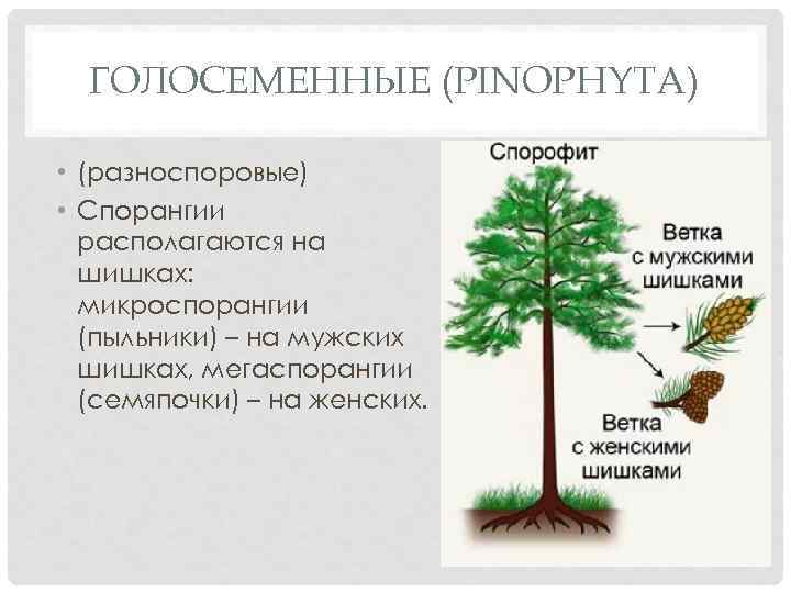 ГОЛОСЕМЕННЫЕ (PINOPHYTA) • (разноспоровые) • Спорангии располагаются на шишках: микроспорангии (пыльники) – на мужских