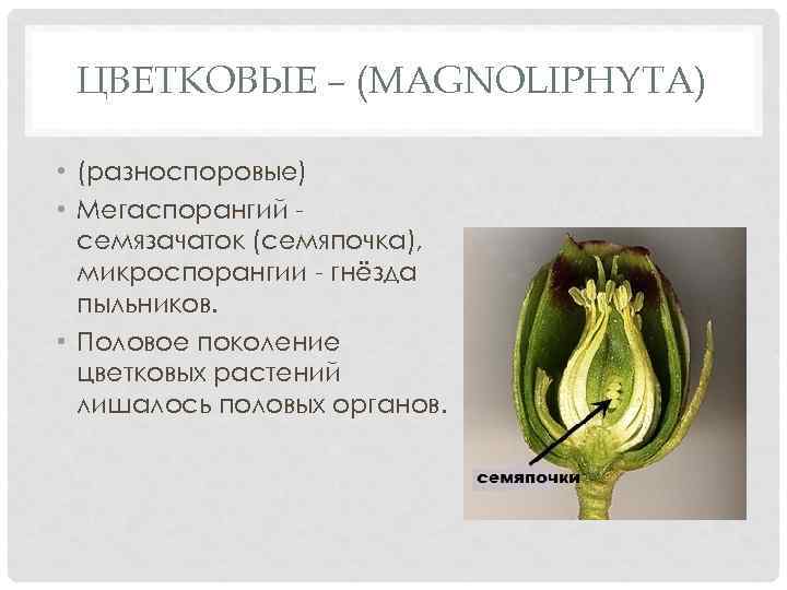 ЦВЕТКОВЫЕ – (MAGNOLIPHYTA) • (разноспоровые) • Мегаспорангий семязачаток (семяпочка), микроспорангии - гнёзда пыльников. •
