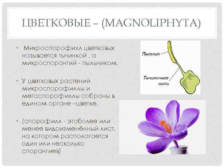 ЦВЕТКОВЫЕ – (MAGNOLIPHYTA) • Микроспорофилл цветковых называется тычинкой , а микроспорангий - пыльником. •