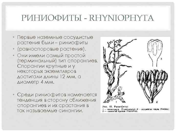 РИНИОФИТЫ - RHYNIOPHYTA • Первые наземные сосудистые растения были – риниофиты • (равноспоровые растения).