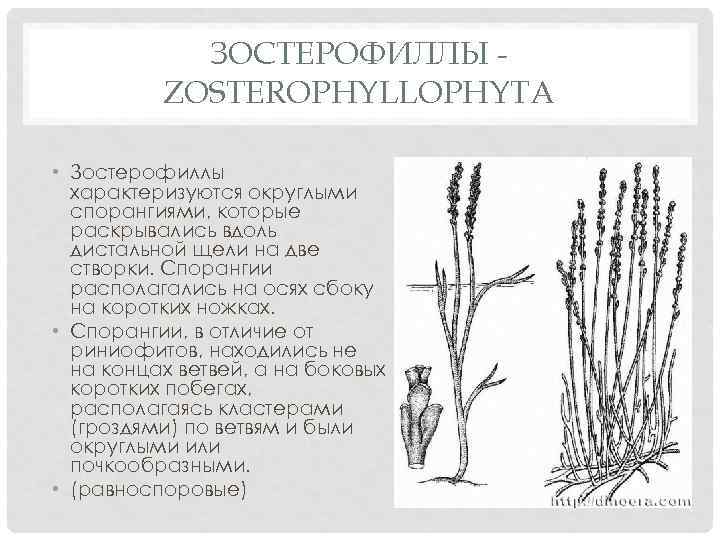 ЗОСТЕРОФИЛЛЫ ZOSTEROPHYLLOPHYTA • Зостерофиллы характеризуются округлыми спорангиями, которые раскрывались вдоль дистальной щели на две