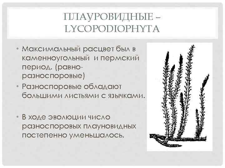 ПЛАУРОВИДНЫЕ – LYCOPODIOPHYTA • Максимальный расцвет был в каменноугольный и пермский период. (равноразноспоровые) •