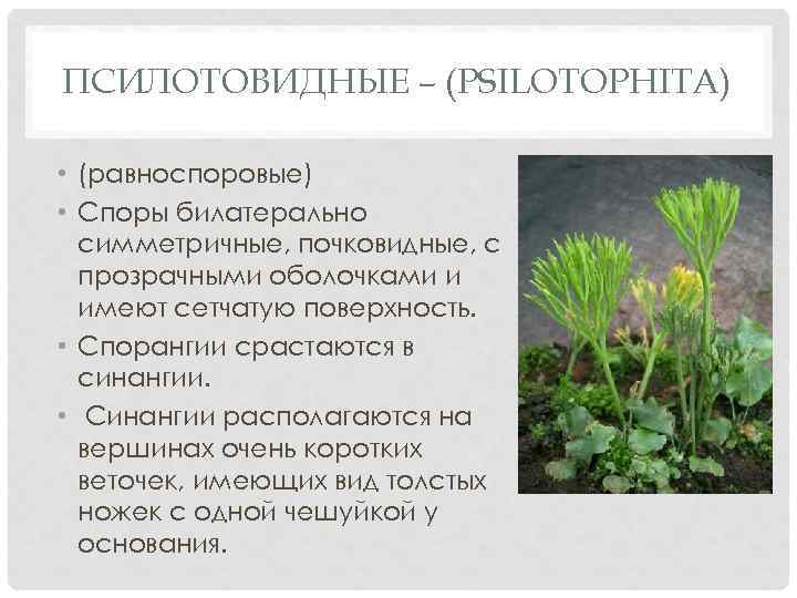 ПСИЛОТОВИДНЫЕ – (PSILOTOPHITA) • (равноспоровые) • Споры билатерально симметричные, почковидные, с прозрачными оболочками и