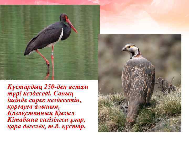 Құстардың 250 -ден астам түрі кездеседі. Соның ішінде сирек кездесетін, қорғауға алынып, Қазақстанның Қызыл