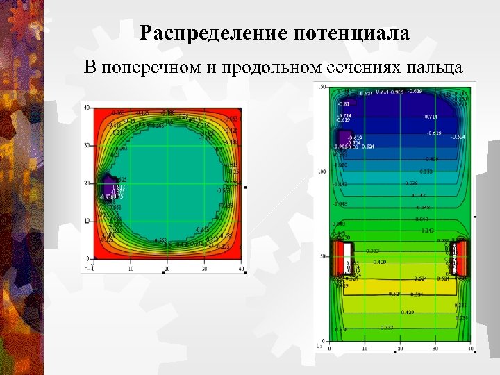 Распределение потенциала В поперечном и продольном сечениях пальца 