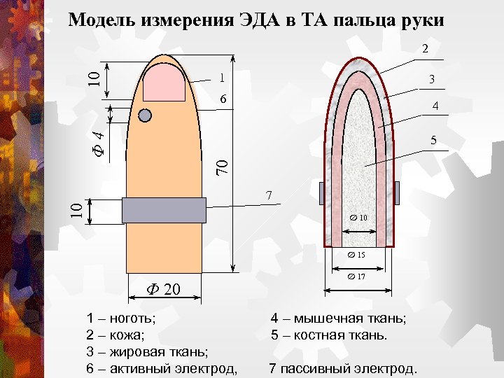 Модель измерения ЭДА в ТА пальца руки 2 10 1 3 6 Ф 4