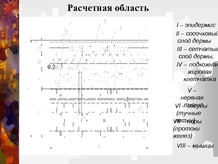 Расчетная область 0. 2 I – эпидермис II – сосочковый слой дермы III –