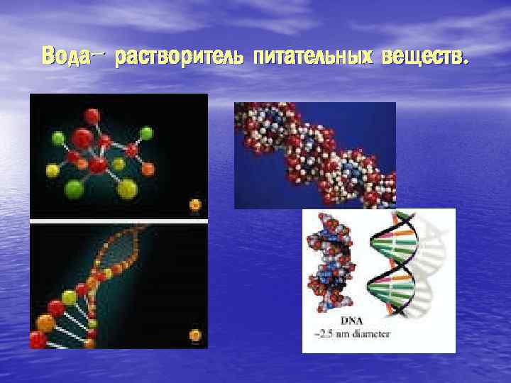 Вода- растворитель питательных веществ. 