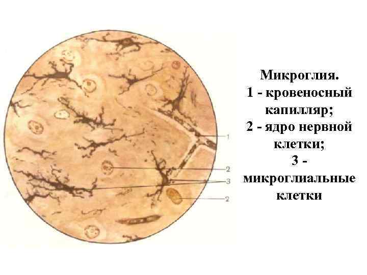 Микроглия. 1 - кровеносный капилляр; 2 - ядро нервной клетки; 3 микроглиальные клетки 