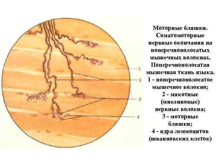 Моторные нервные окончания иннервируют