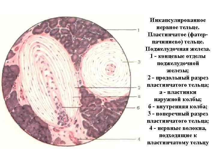 Рассмотрите рисунок ниже и обозначьте структурные компоненты телец пачини