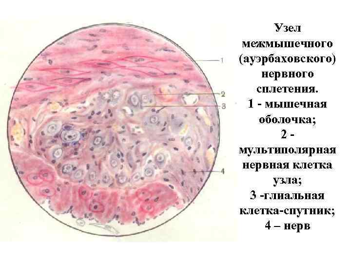 Ауэрбахово сплетение