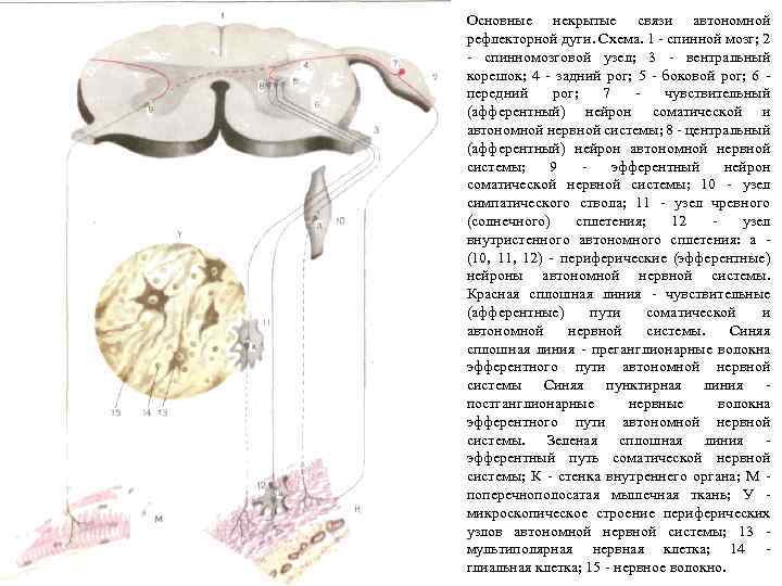 Основные некрытые связи автономной рефлекторной дуги. Схема. 1 - спинной мозг; 2 - спинномозговой
