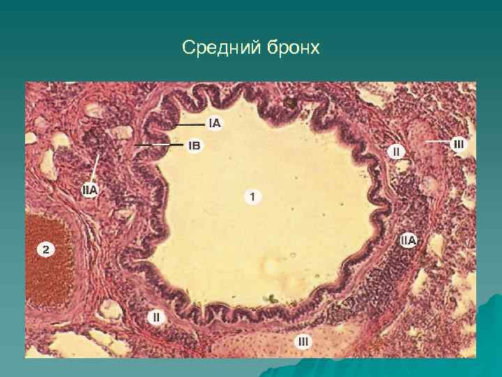 В структуре стенки бронхов малого калибра имеются оболочки