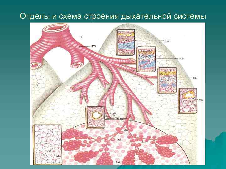 Хорошо развита воздухоносная ткань. Схема воздухоносных путей. Строение респираторного отдела. Отделы воздухоносных путей. Схема строения воздухоносных путей и респираторного отдела.