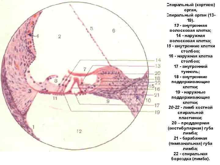 Спиральный (кортиев) орган, Спиральный орган (13 19). 13 - внутренняя волосковая клетка; 14 наружная