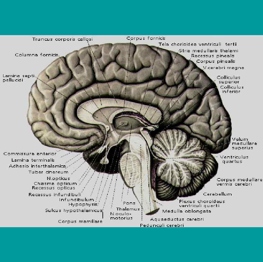 Головной мозг сагиттальный разрез рисунок с обозначениями