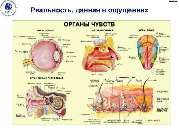 А. Малыгин © Реальность, данная в ощущениях 