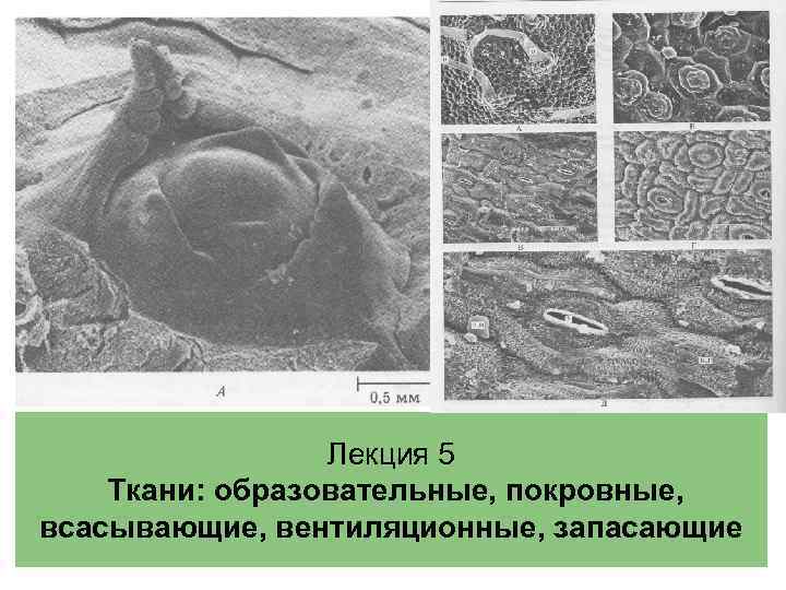 Лекция 5 Ткани: образовательные, покровные, всасывающие, вентиляционные, запасающие 