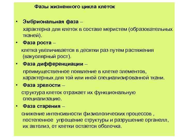 Фазы жизненного цикла клеток • Эмбриональная фаза – характерна для клеток в составе меристем