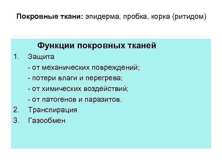 Покровные ткани: эпидерма, пробка, корка (ритидом) Функции покровных тканей 1. 2. 3. Защита -